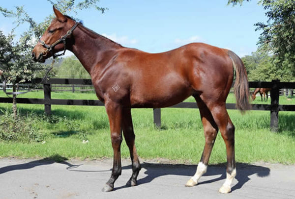 Master Fay was bred and sold by Fairhill Farm as a weanling.