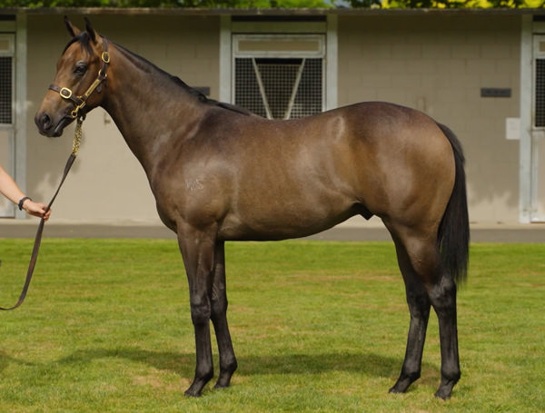 Mathaga was an $80,000 Karaka Book 1 purchase.
