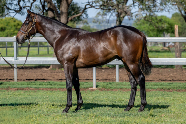 G3 Success For Snitzel's Son Matias