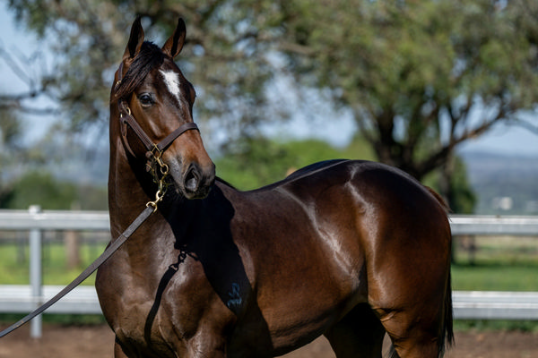 Matais Was Secured For $450,000 Where He Topped Kenmore Lodge's 2024 MM Yearling Draft