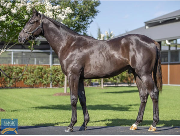 Matusalem was a $500,000 MM purchase from Arrowfield.