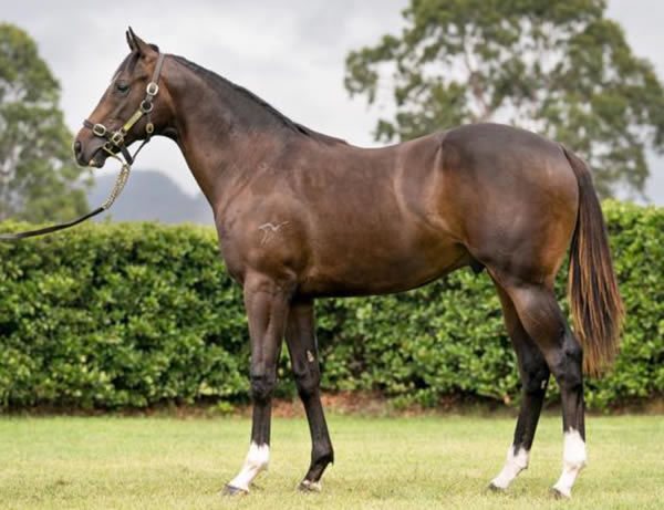 Mazu as a yearling.