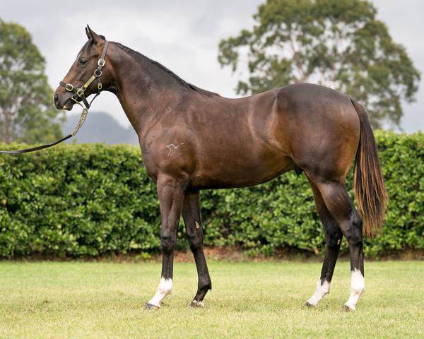 Mazu was bought from Inglis Classic for $180,000 by Triple Crown Syndications.
