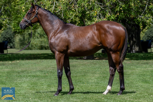 Mazzini was a $145,000 MM Tasmania purchase.