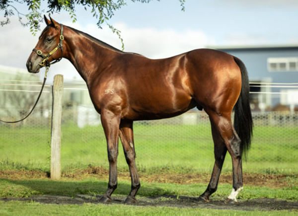 Media World was the most expensive yearling by Written Tycoon sold in 2023.