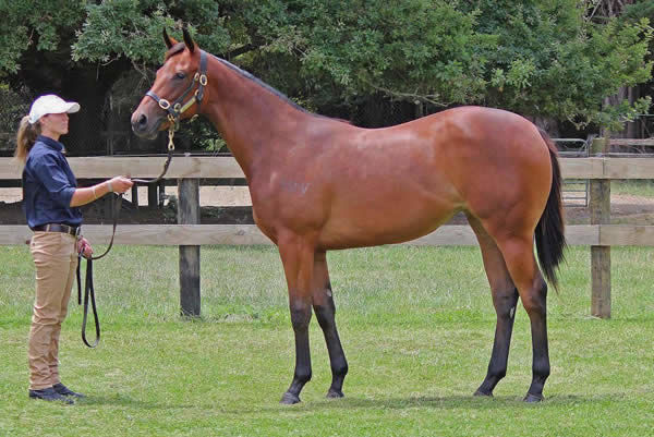 Media Sensation was a $425,000 purchase out of the Lime Country draft at the NZB Premier Yearling Sale