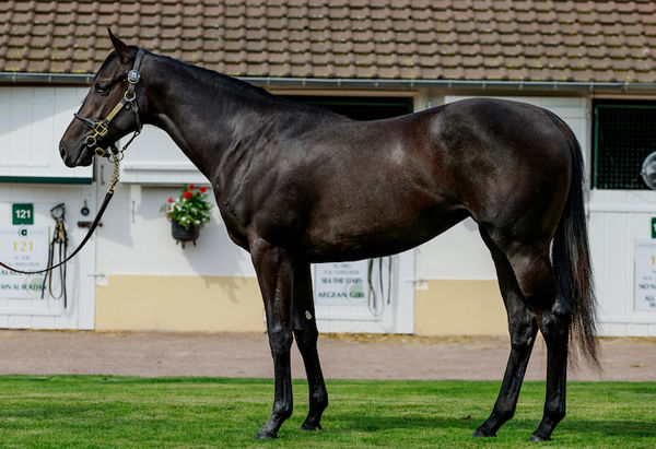 Meditate was the highest priced filly by No Nay Never sold at Arqana August last year. 