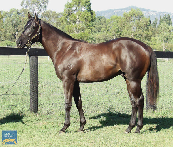 Melanite was a $140,000 MM purchase from Fernrigg Farm.
