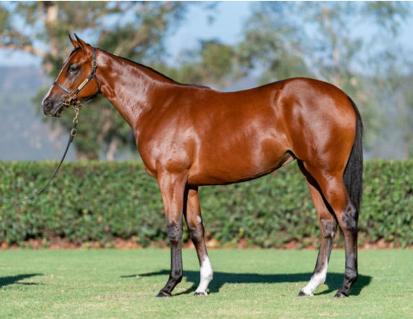 Mem's Choice was an $825,000 Inglis Easter purchase.