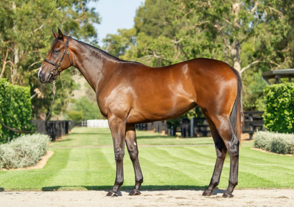 Mergeila was a $750,000 Inglis Easter purchase.