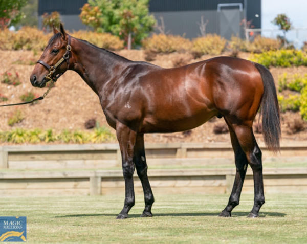 Metaphorically was a $200,000 Magic Millions purchase.