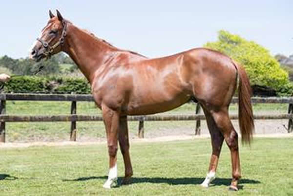 Mighty New as a yearling