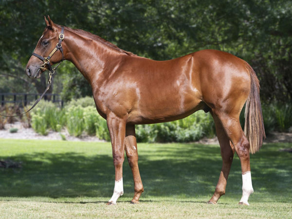 Mikkie Isle (Jpn) yearling colt from Palatine Hill sold this year at Inglis Premier.