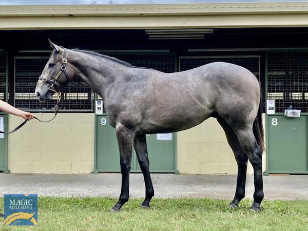 Military Gambler a $60,000 Magic Millions March yearling