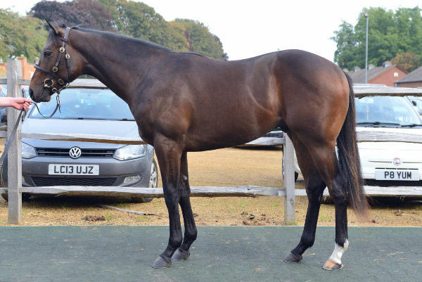 Mill Stream was a 350,000 guinea purchase from Tattersalls October Book 2.