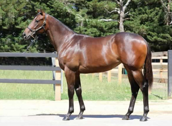 Miravalle as a yearling