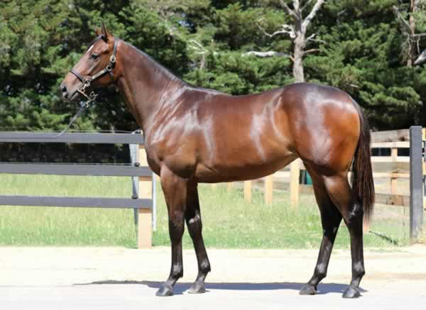 Miravalle a $460,000 Magic Millions Gold Coast Yearling