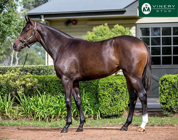 Mirra vision failed to make her $300,000 reserve at the 2018 Easter Yearling Sale