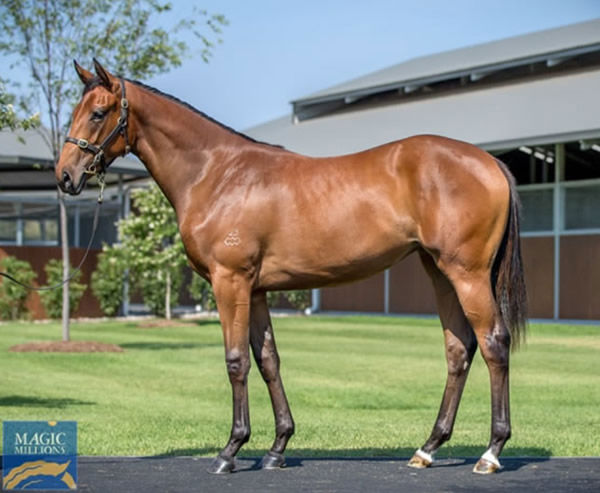 Mirror Queen as a yearling.