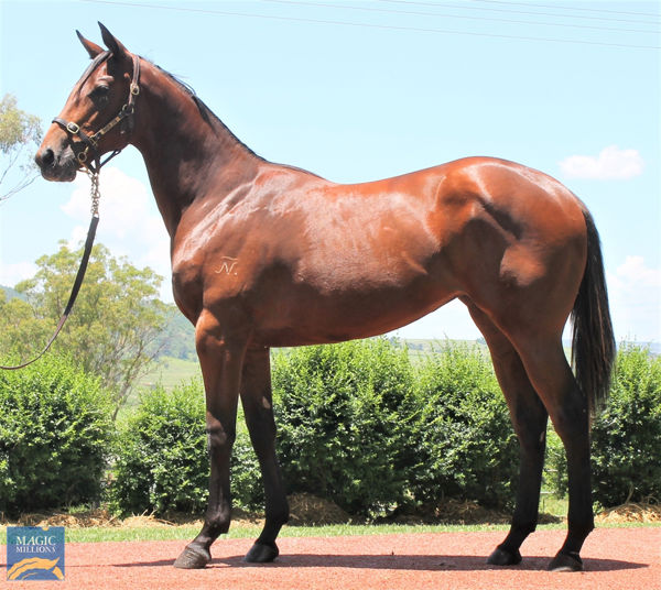 Miss Coota a $140,000 Magic Millions yearling