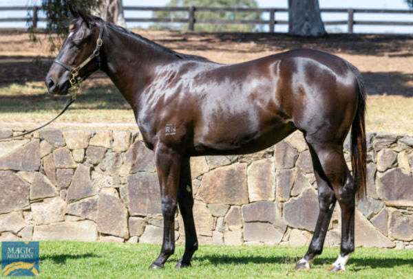 Miss Freelove was a $1110,000 MM Adelaide purchase.