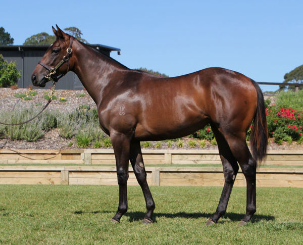 Miss Icelandic was a pinhook winner for Silverdale Farm selling for $440,000 at Inglis Premier.