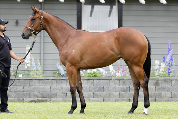In a week when Karaka has been in the news, Miss Scandal was sourced from the sale last year for $320,000.