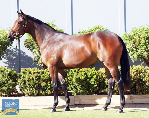 Miss Charlie Brown a $62,000 Adelaide Magic Millions yearling
