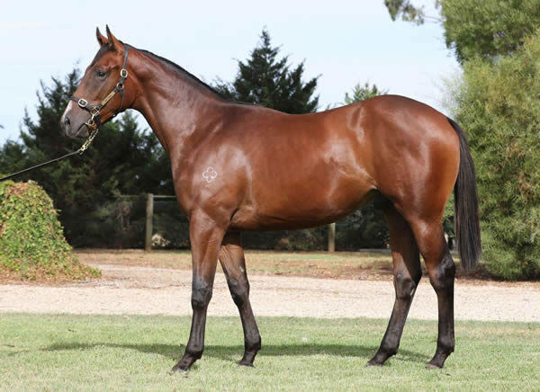 Mission Phoenix a $65,000 Inglis Premier yearling