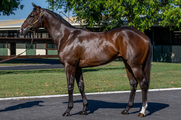 Lot 157 with Kenmore Lodge - Spirit Of Boom x Flaunt colt is out of a half-sister top Caulfield Cup winner Incentivise and the fastest 2YO to breeze on Sept 23.