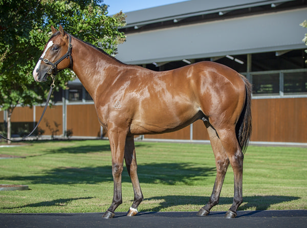 The brother to Redford at the MM 2025 Yearling Sale