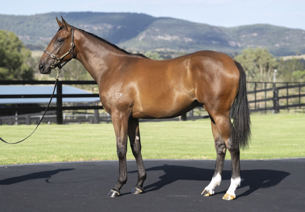 Modernist runs in the colours of her breeder Cressfield.