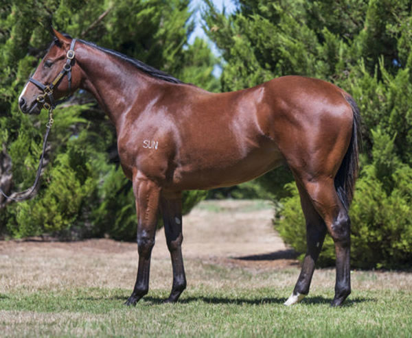 Mojave Desert was a $950,000 Inglis Premier purchase topping the sale.