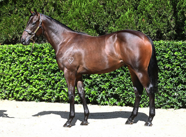 Money Team was a $1million Inglis Easter purchase.