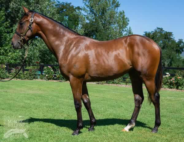 Montefilia as a yearling