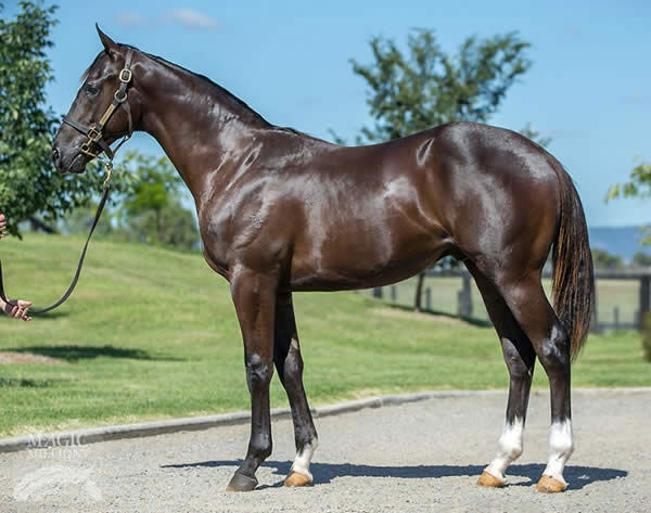More Than Exceed a $260,000 Magic Millions yearling