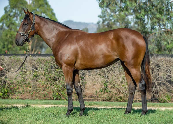 More Prophets failed to make her $100,000 reserve at the Inglis Classic