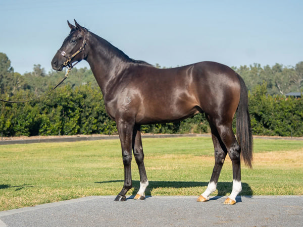 Moretothinkabout was a $300,000 Inglis Easter purchase from Yulong.