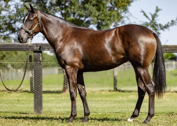 Mountain Top was a $250,000 Inglis Easter purchase.