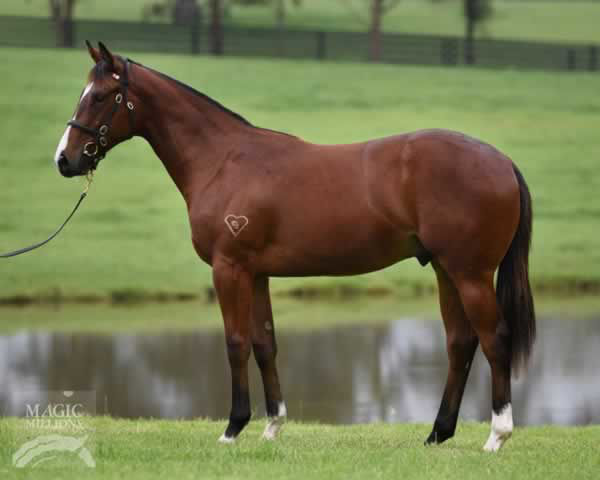 Mr Colorful was a $100,000 Gold Coast Yearling