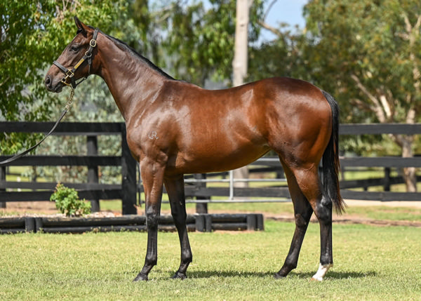 Mrs Goldberg was a $30,000 Inglis Classic purchase.