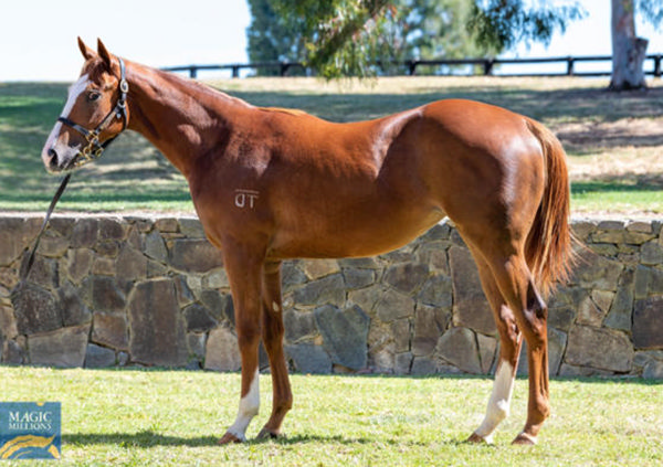 $500,000 Magic Millions purchase Mrs Maree was a trial winner at Rosehill on Friday morning. 