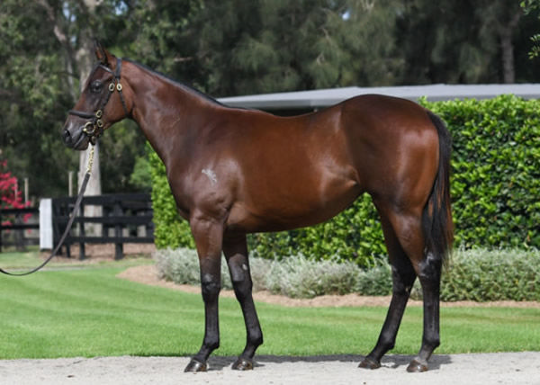 Mumbai Muse was a $525,000 Inglis Easter purchase.