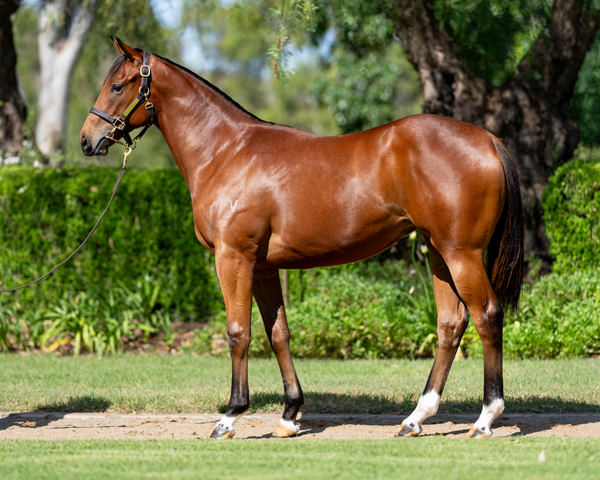 Mystical was a $425,000 Magic Millions purchase from Vinery Stud.