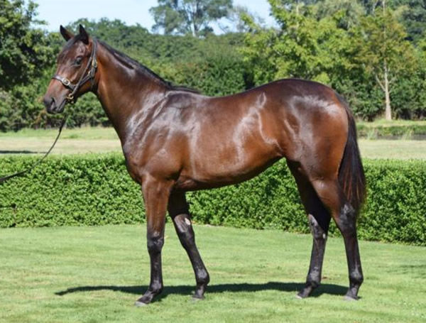 $220,000 Karaka Book 1 purchase Mystique Falcon