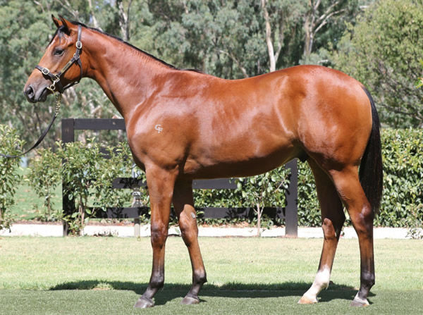 Najem Suhail as a yearling