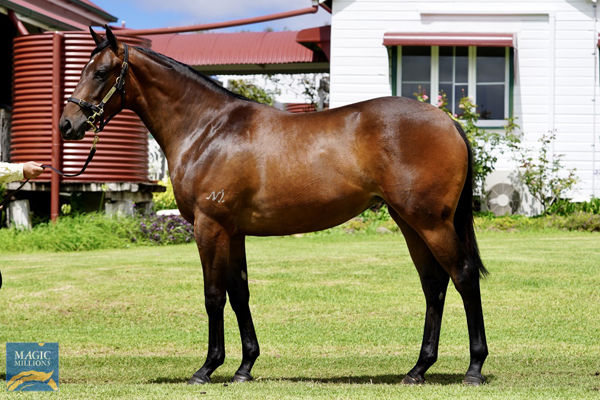 Nalabelle a $32,000 Magic Millions yearling
