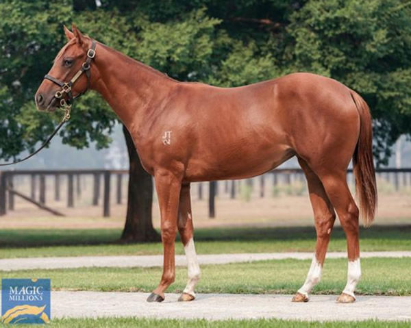 Nana Jenn was the most expensive yearling by Star Witness sold in 2020.