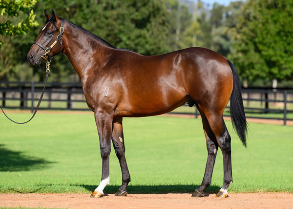 Napoleonic was a $360,000 Inglis Easter purchase.