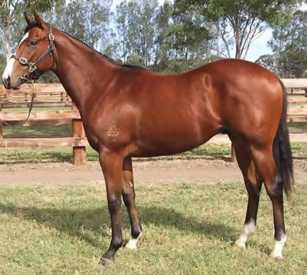 Narito was bought from an unreserved Arrowfield Dispersal of yearlings on Bloodstock.com